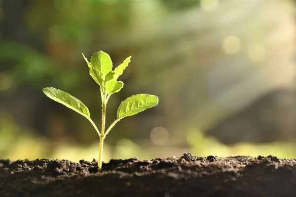 Albahaca Sagrada Joven Creciendo Luz Del Sol — Foto de Stock