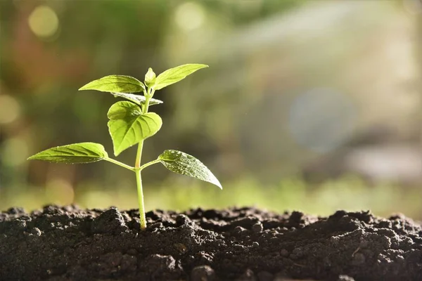 Ung Planta Växer Morgon Solljus — Stockfoto