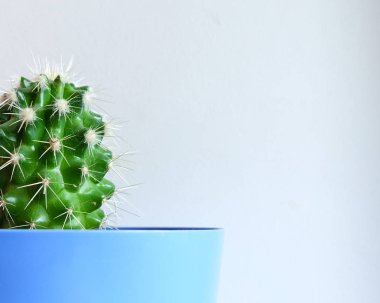 Mavi bir tencerede kaktüs