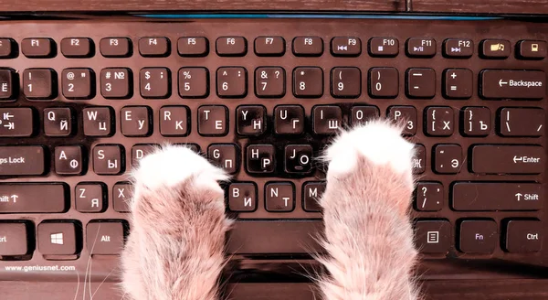 Patas de gato no teclado preto — Fotografia de Stock