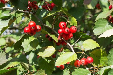 alıç sıradan dikenli