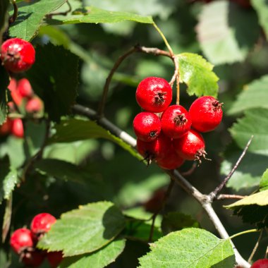 alıç sıradan dikenli