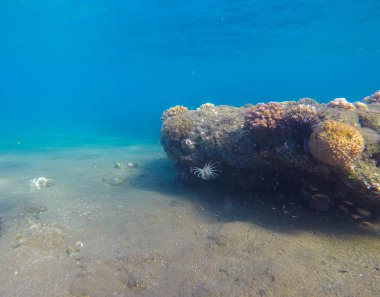 Sualtı manzara büyük kaya ve kum alt ile. Tropikal deniz doğal sahne