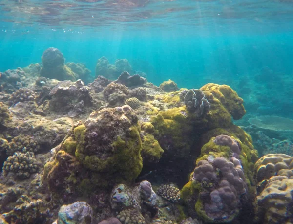 Mercan resifi ve güneş ışınları ile yüzey altında deniz manzarası. Tropikal sahil temiz mavi su.