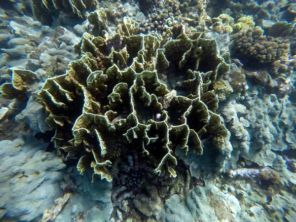 洗練されたハードサンゴと水中風景。小さな水槽の魚. — ストック写真