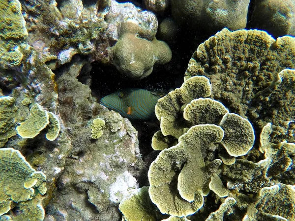 Podvodní krajina s korály zelené a žluté a pruhované rybky ukryté. — Stock fotografie