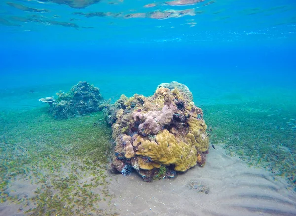 Unterwasserlandschaft mit neuen Korallenriffen und Meeresgrund. Sand Meeresboden mit grünen Algen. — Stockfoto