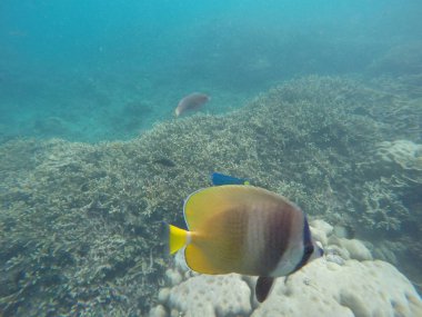 Mercan resifi ve kelebek balık ile sualtı manzara. Vahşi doğada akvaryum balığı