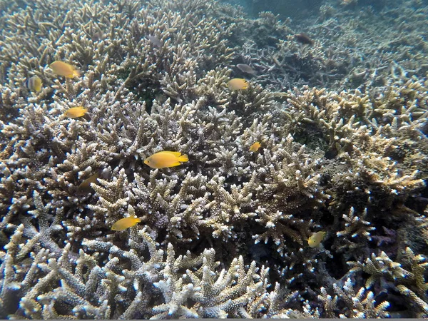 Underwater landscape with yellow fishes and sharp corals. White coral reef in tropical sea.