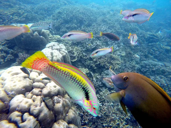 Paesaggio subacqueo con pesci colorati wrasse. Acquario nella natura selvaggia . — Foto Stock