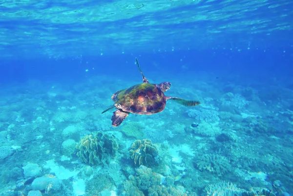Green turtle swimming in the sea. Snorkeling with turtle.