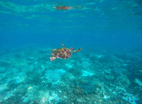 Морская черепаха в голубой воде тропической лагуны. Зеленая черепаха плавает под водой близко фото . — стоковое фото
