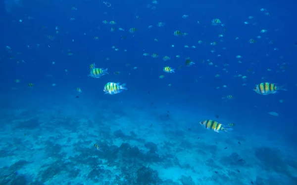 水下景观与 dascillus 珊瑚鱼 — 图库照片