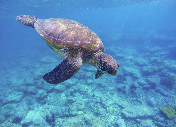Green sea turtle diving in coral reef