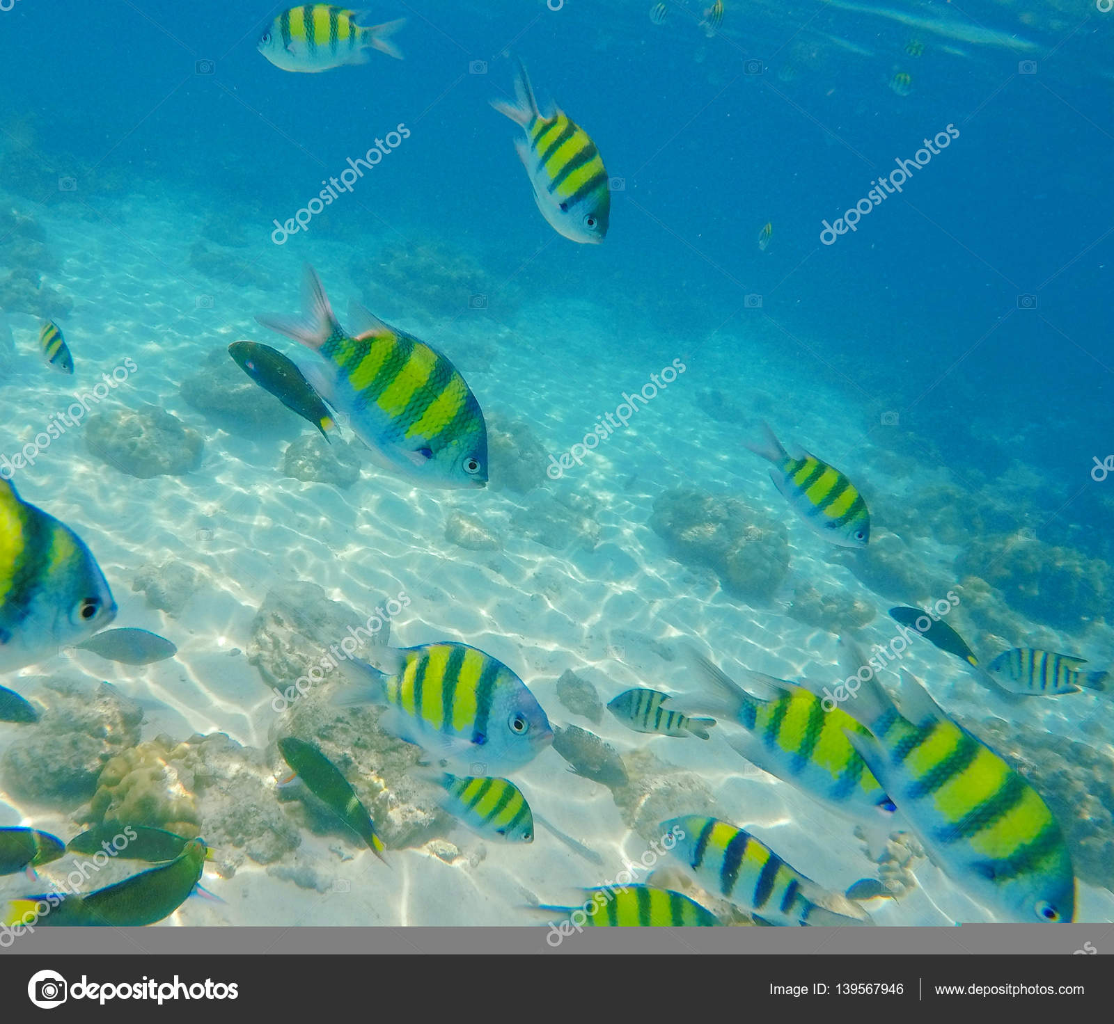Yellow and black striped tropical fish Yellow and black striped coral fish. — Stock Photo