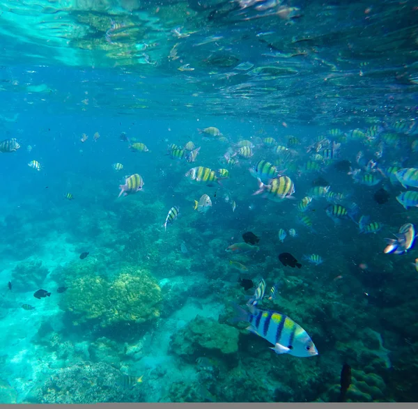 Paisaje submarino con coloridos peces de coral . — Foto de Stock