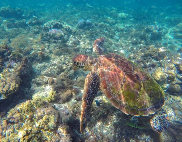 Green sea turtle in wild nature underwater photo