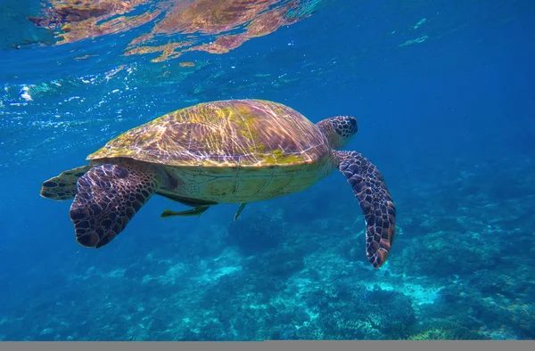 Sea turtle in blue water with fish cleaner