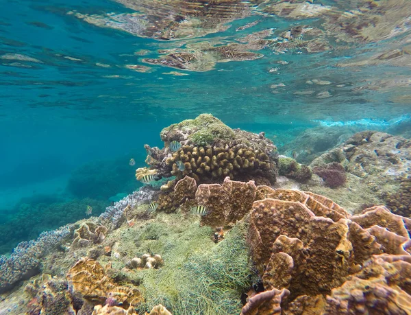 Peces tropicales y arrecifes de coral en agua azul. Vida marina exótica — Foto de Stock