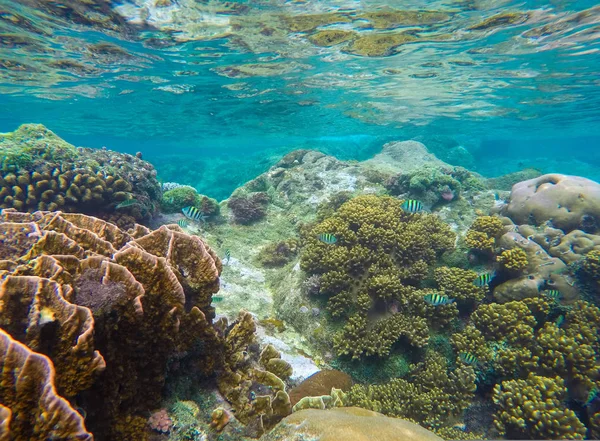Paesaggio subacqueo con corallo rotondo e pietra nella tavolozza dei colori giallo e marrone — Foto Stock