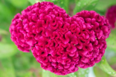 Tropikal çiçek Celosia cristata Bahçe.