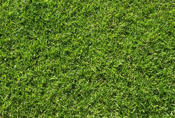 Textura de hierba verde. Césped verde campo de fútbol fondo —  Fotos de Stock