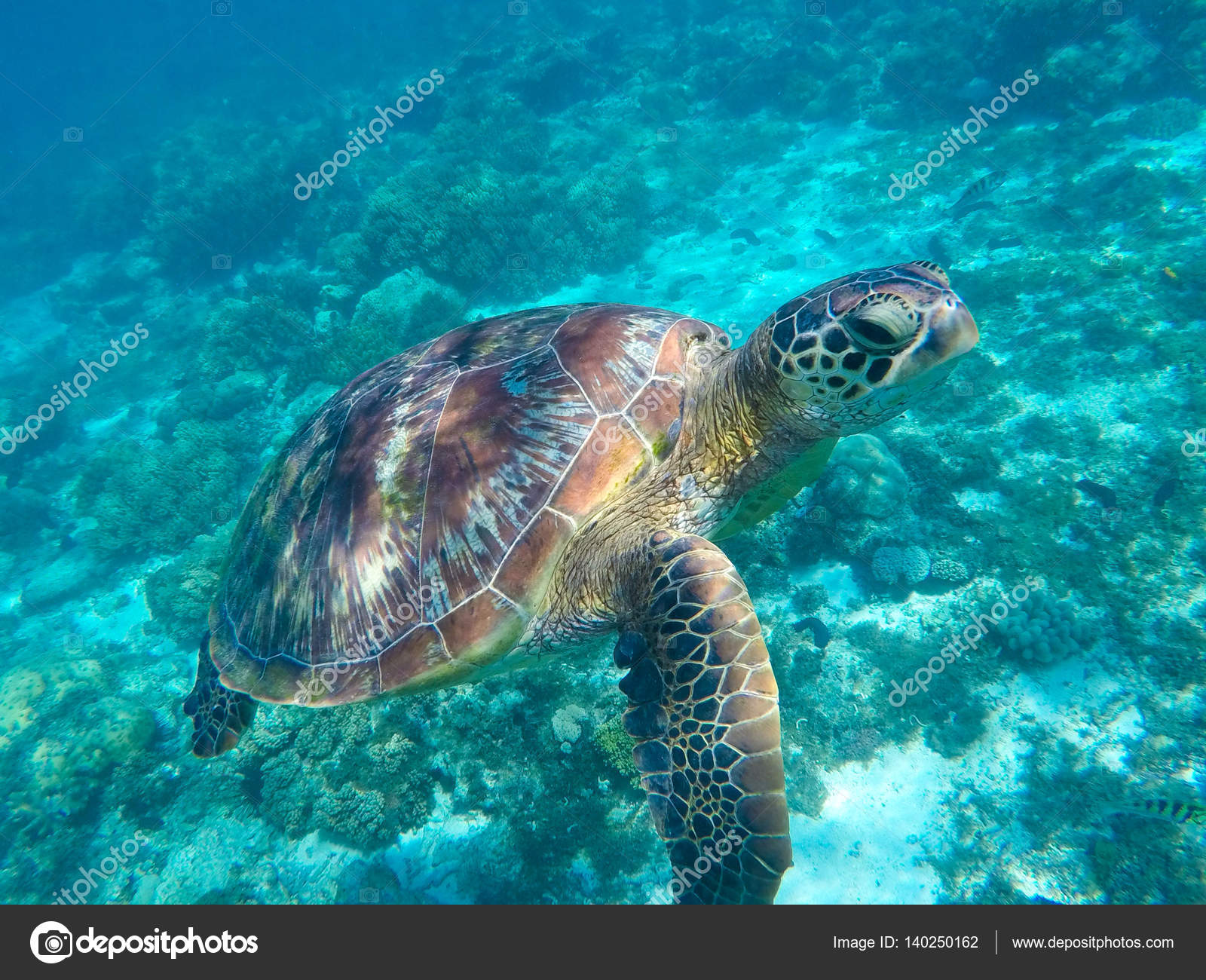 Green tortoise close underwater Tropical sea animal in wild