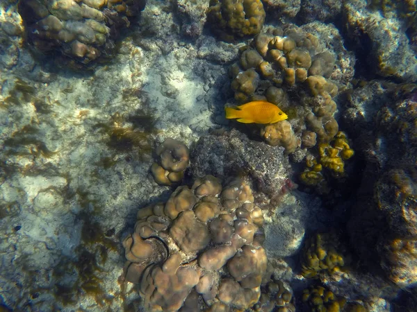 Yellow fish in coral reef, yellow wrasse in corals,