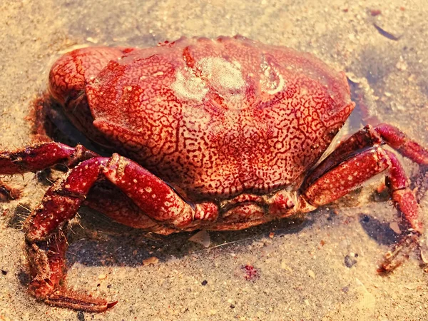 Granchio rosso sulla spiaggia di sabbia in riva al mare, animale marino sulla spiaggia — Foto Stock