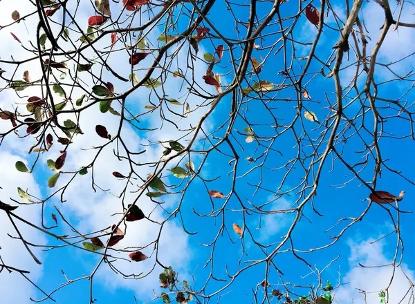Tree branches entwined in patterns on a background of blue sky — Stock Photo, Image