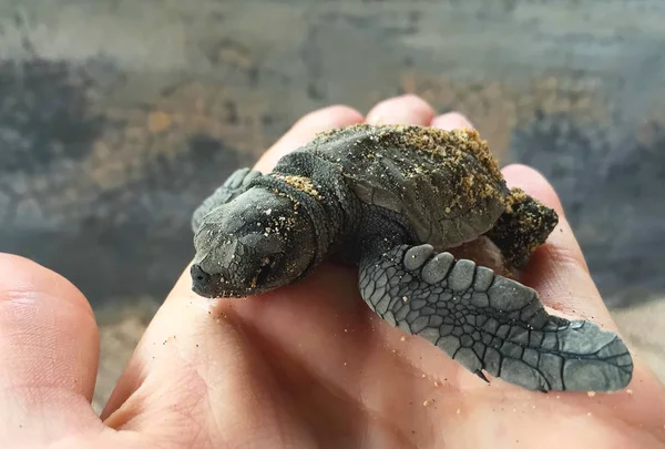 Tortuga bebé nacida de huevo. Pequeña tortuga marina nacida en santuario . —  Fotos de Stock