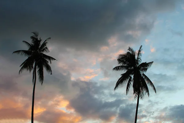 Obrysy palem na tropickém ostrově, palmy na pozadí — Stock fotografie