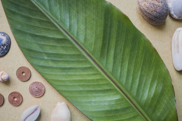 Bananenblad, schelpen en munten op tafel. Platte fotoachtergrond op beige Kraft papier. — Stockfoto