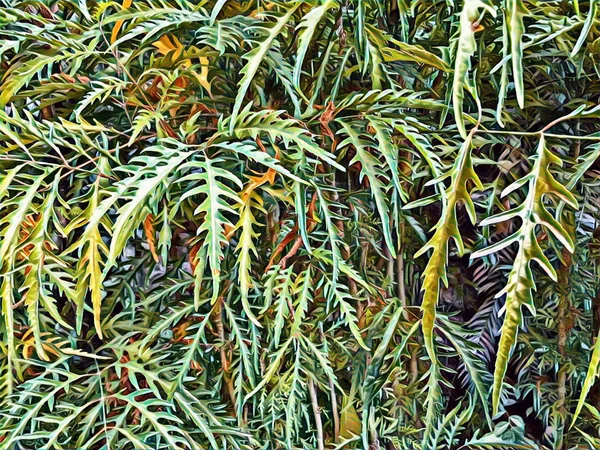Желтые и зеленые листья тропических растений крупным планом изображения для фона . — стоковое фото