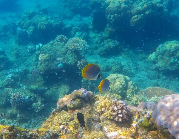 Foto di snorkeling di fondo marino con coralli e pesci farfalla gialli — Foto Stock