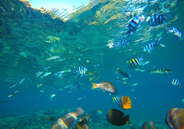 Diversos peces de arrecife de coral en aguas azules de la laguna tropical. Snorkeling por isla exótica . — Foto de Stock