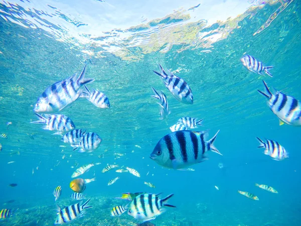 Vue sous-marine avec dascillus poissons tropicaux en eau bleue . — Photo