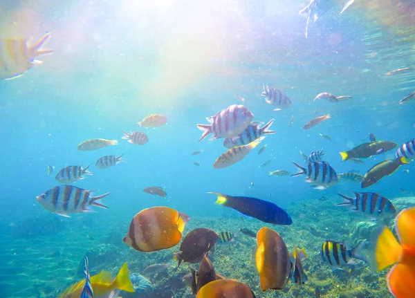 Paysage sous-marin avec poissons tropicaux et lumière du soleil. Lagune insulaire exotique avec vie océanique . — Photo