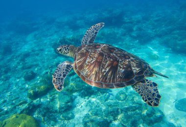 Sea turtle closeup undersea photo. Green turtle in sea water. clipart