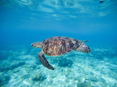 Wild green turtle swimming underwater in blue tropical sea. clipart