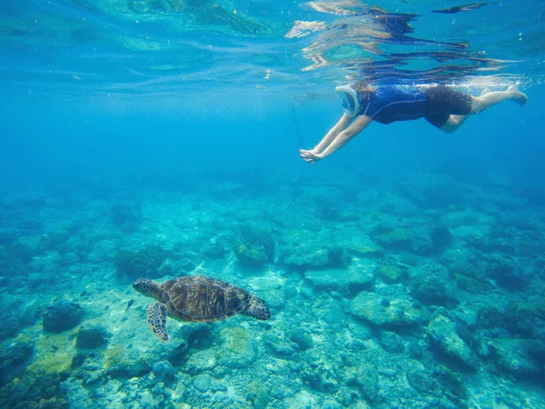 Морська черепаха з басейном у масці та обладнанні для снорлінгу . — стокове фото