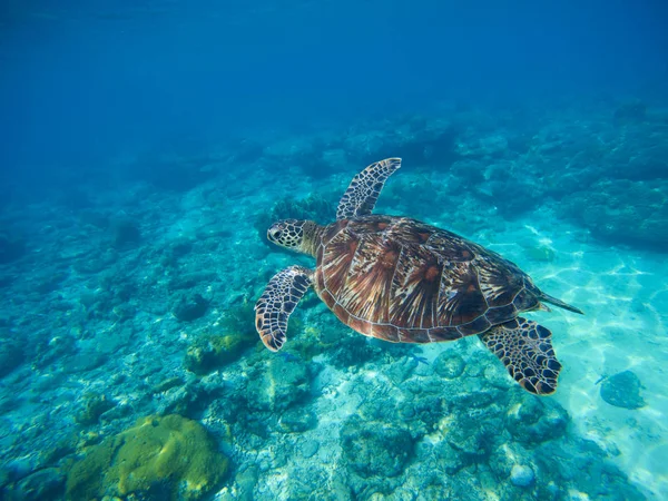Deniz kaplumbağası mavi lagün yüzme. Deniz suyu Yeşil Kaplumbağa. — Stok fotoğraf