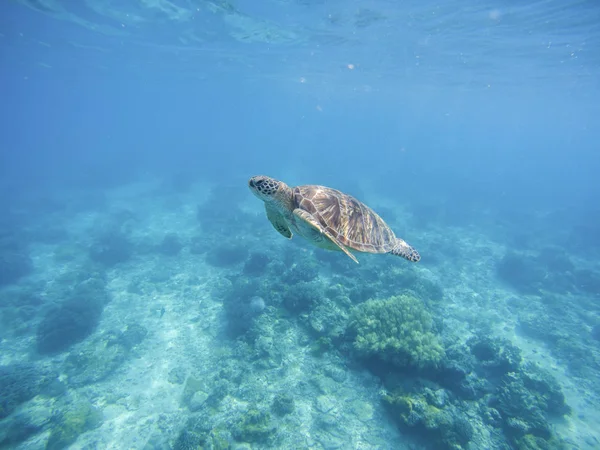 Sea turtle in Philippines sanctuary. Green turtle in sea water — Stock Photo, Image
