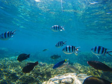 Sualtı manzara. Tropikal balık Dascillus mavi deniz suyu sualtı fotoğraf.