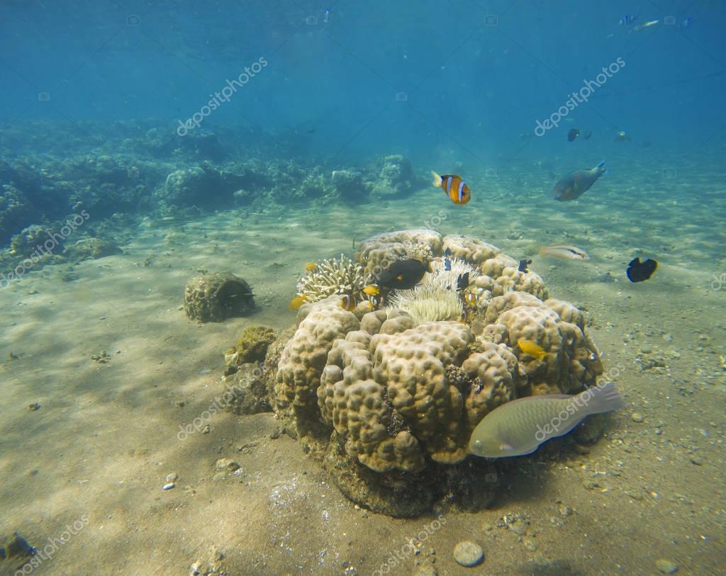 рифы и мели моря антифриза teplonet ru