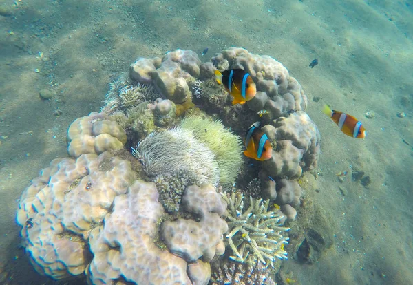 Palhaço de peixe tropical perto do recife de coral e actinia. Palhaço na actinia . — Fotografia de Stock
