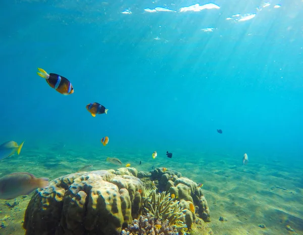 Paisaje submarino con peces tropicales. Clownfish foto submarina . — Foto de Stock