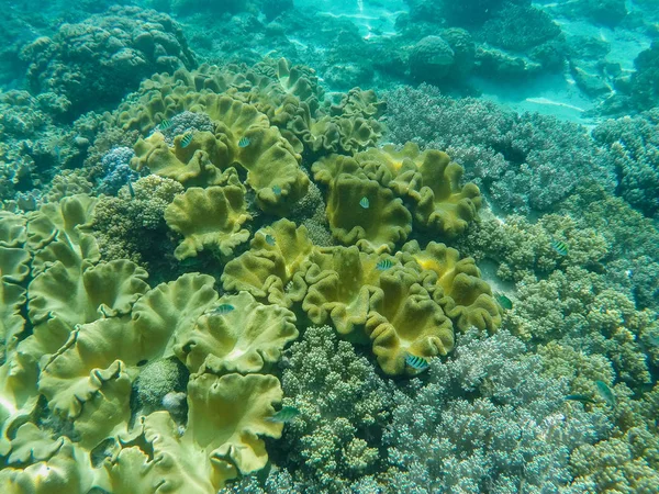 水下景观与珊瑚礁救济。热带海洋泻湖与不同的珊瑚. — 图库照片
