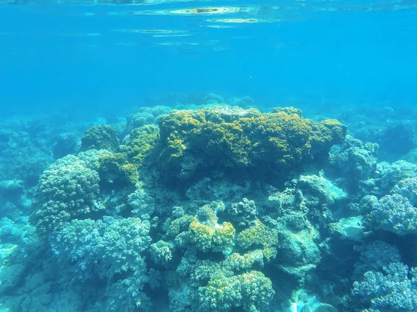 Paisaje submarino con formación de arrecifes de coral. Laguna marina tropical con diversos corales . — Foto de Stock