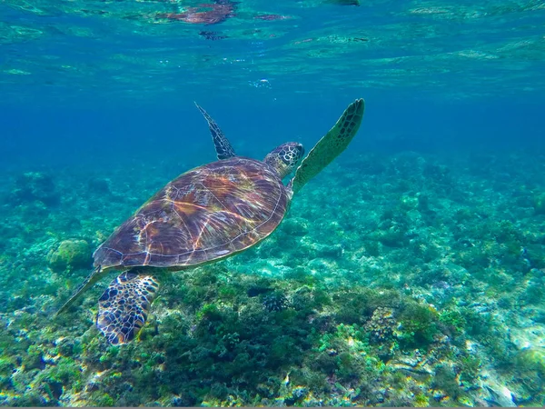 Морская черепаха ныряет над водорослями. Зеленая черепаха в морской воде . — стоковое фото